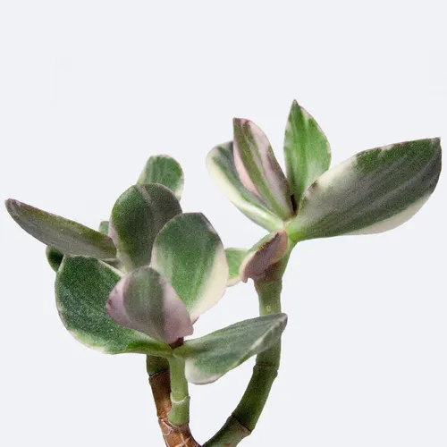 indoor plants to buy The Easy Care Duo | Shop Indoor Houseplants & Gifts