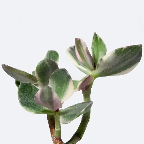 Variegated jade plant