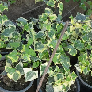efeu hedera helix kaufen Efeu Hedera Helix Wonder - Pflanzen sicher zu dir nach Hause main image 0