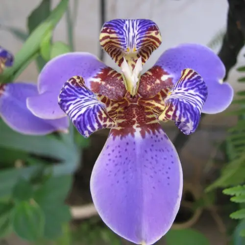Iris géant du Brésil