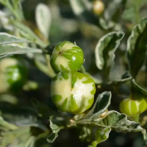 Solanum pseudocapsicum 'Variegated'