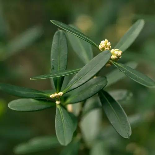 Buxus harlandii