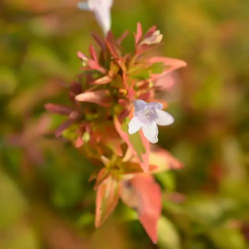 Abelia × grandiflora 'Kaleidoscope'