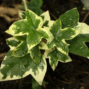 How to Grow and Care for Tree ivies