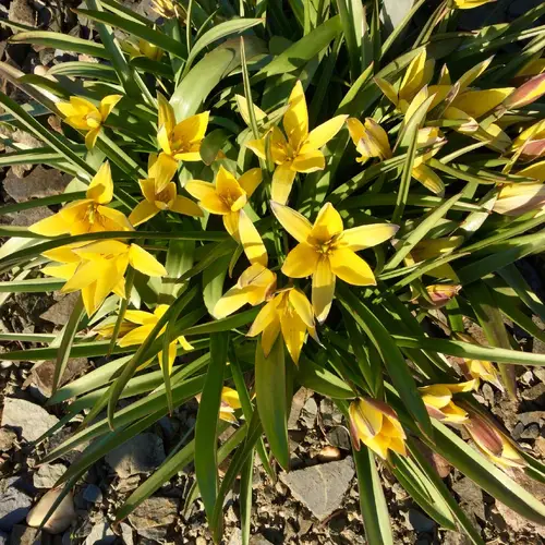 Tulipe à fleur jaune