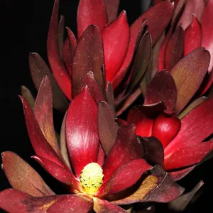 スモークツリー とリューカデンドロンの2Wayガーランド 千日紅 かすみ スモークツリー とリューカデンドロンの2Wayガーランド 千日紅 かすみ