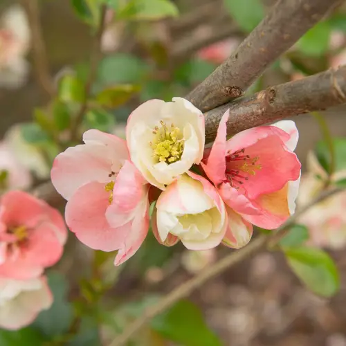 Flowering quince 'Moerloosei'