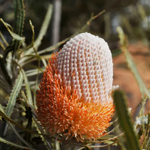 バンクシア・フーケリアナ (Banksia hookeriana) - PictureThis 
