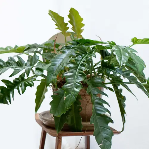 Tiger tooth philodendron