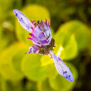 hardy geranium plants Rozanne Hardy Geranium
