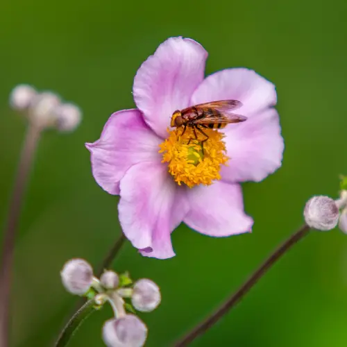 Japanese thimbleflower