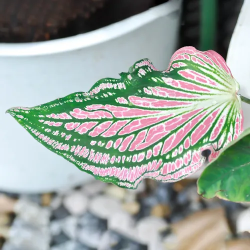 237605527921590272.jpeg?x-oss-