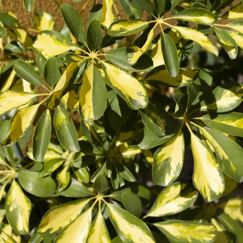 Schefflera arboricola 'Variegata'