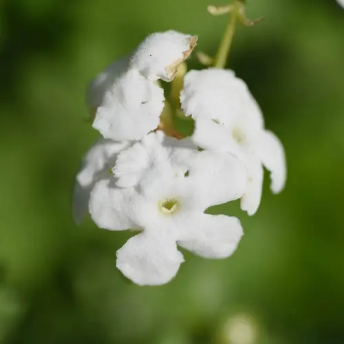 White sky flower