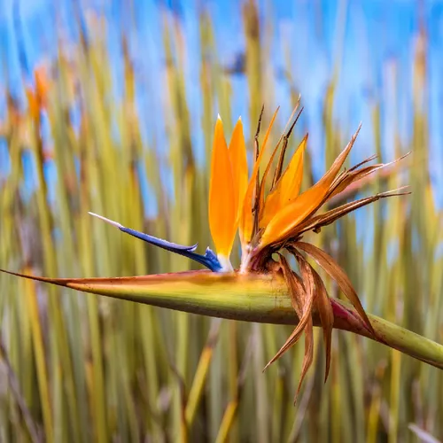 Oiseau de paradis (Strelitzia juncea) - PictureThis