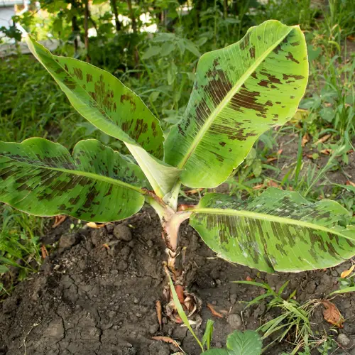 Musa acuminata 'Zebrina'