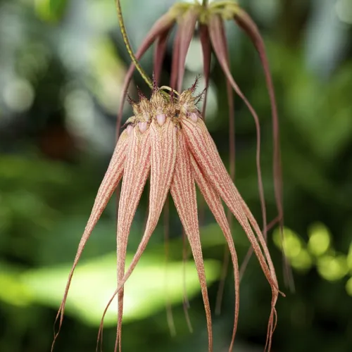 洋ラン バルボフィラム エリザベス アン 'バックルベリー '株分け苗 花芽付き 洋ラン バルボフィラム エリザベス アン 'バックルベリー '株分け苗