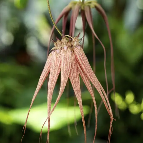 Bulbophyllum 'Elizabeth Ann Buckleberry'
