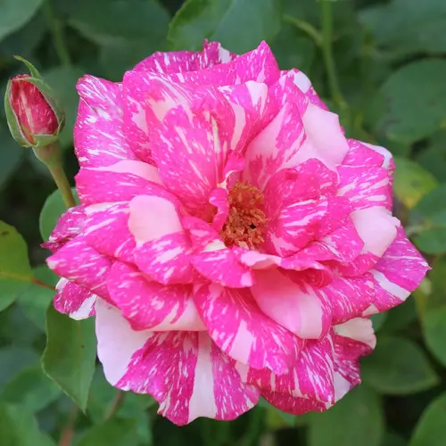 Hybrid tea rose 'Candy Stripe'