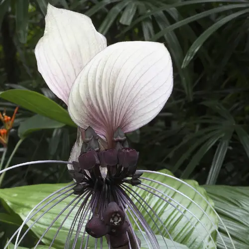 White bat flower
