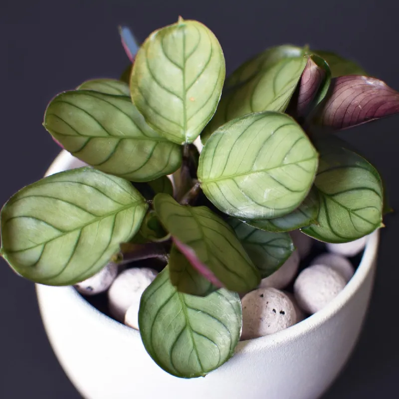 black raven zz plant Zamioculcas zamiifolia 'Raven' 10