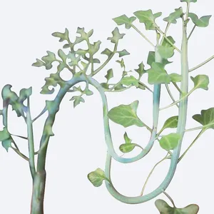 Candle plant (Curio articulatus) - PictureThis