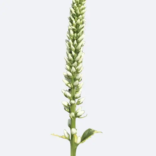 Veronica longifolia 'Charlotte'