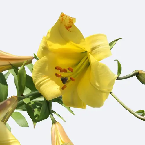 Lilies 'Golden Splendor'