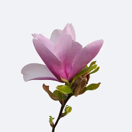 Star magnolia 'George Henry Kern'