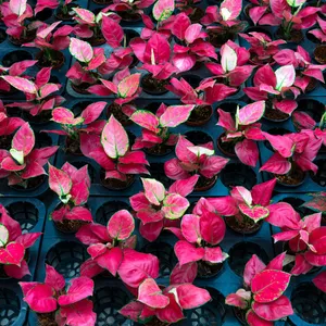 Kolbenfaden 'Super Red Star' (Aglaonema 'Super Red Star') - PictureThis