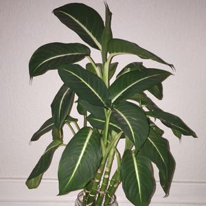 cocktail plant online shop Justicia brandegeana --Fruit Cocktail Shrimp Plant--