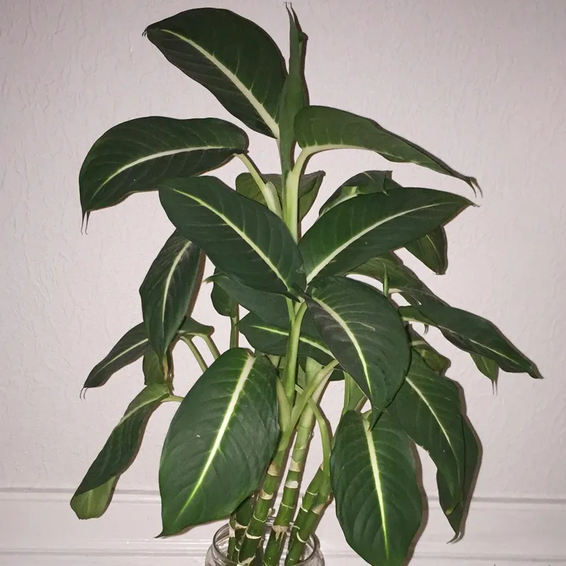 buy a heart-shaped philodendron growing on a board Philodendron Heartleaf Variegated | Heart Leaf Plant