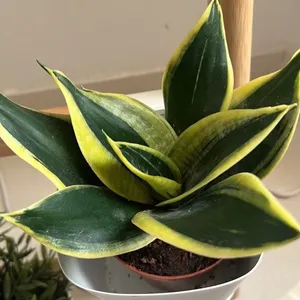 How to Grow and Care for Bird's nest snake plant