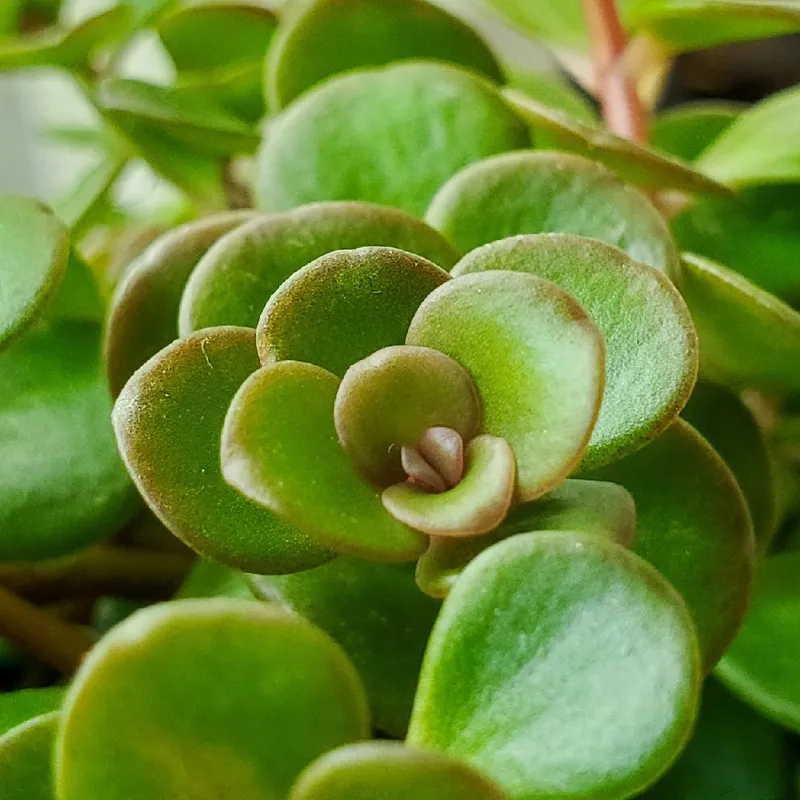 How to Use Japanese woodland stonecrop in Succulent Arrangements?