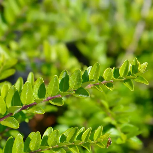 was ist ein philodendron Tipps zur Pflege deiner Pflanze : Philodendron scandens  PflanzenFuerAlle
