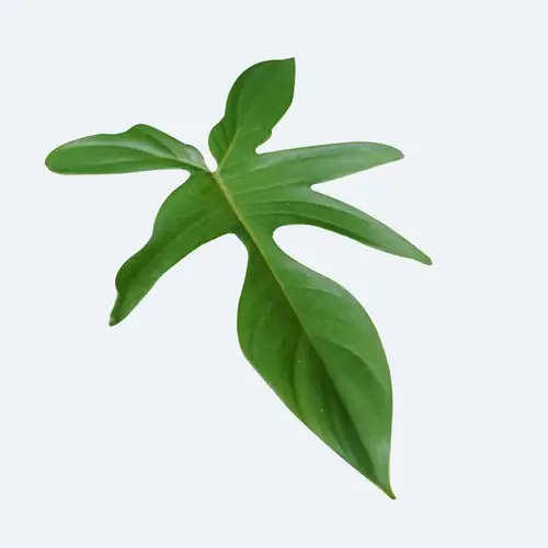 Philodendron Florida 