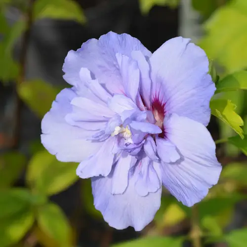 Rose of sharon 'Notwood3'