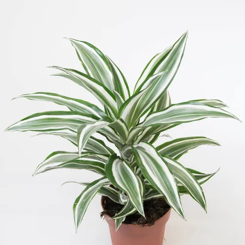 calathea triostar Stromanthe Triostar – Okanoka main image 1