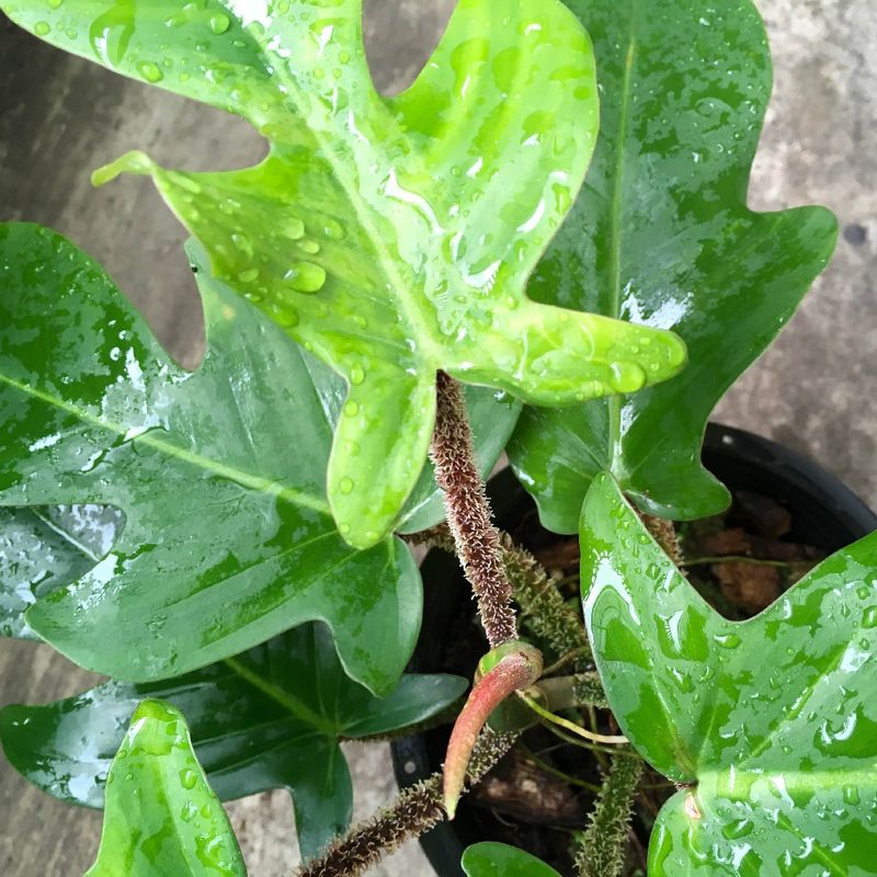 philodendron sunset Philodendron verrucosum “Amazon Sunset” – AABexotics main image 1