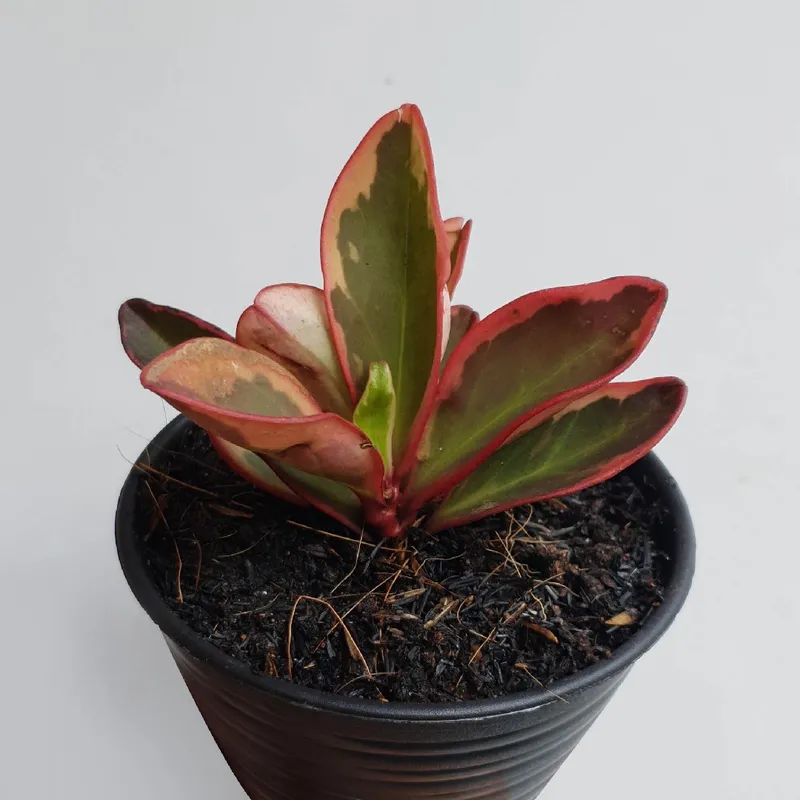 hawaiian golden pothos Pothos on Pole main image 1