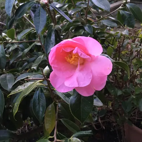 Camellia pitardii