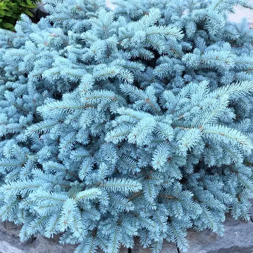 Blue spruce 'Globosa'