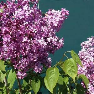 ライラック 'Mrs Edward Harding' (Syringa vulgaris 'Mrs Edward