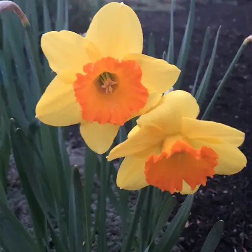 Daffodils 'Red Ranger'