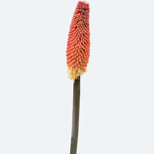 Red hot pokers 'Royal Standard'
