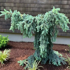 プンゲンストウヒ 'The Blues' (Picea pungens 'The Blues') - PictureThis