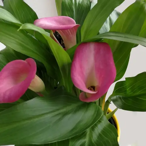 Calla lilies 'Rubylite Pink Ice'