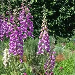 Common foxglove 'Excelsior Group'