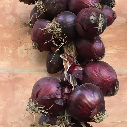 Garden onion 'Redspark'