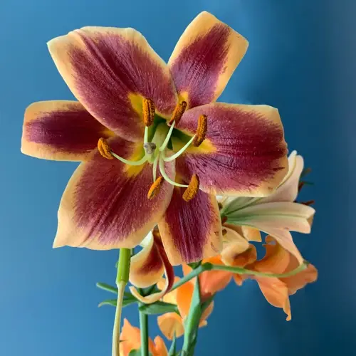 Lilies 'Robert Swanson'